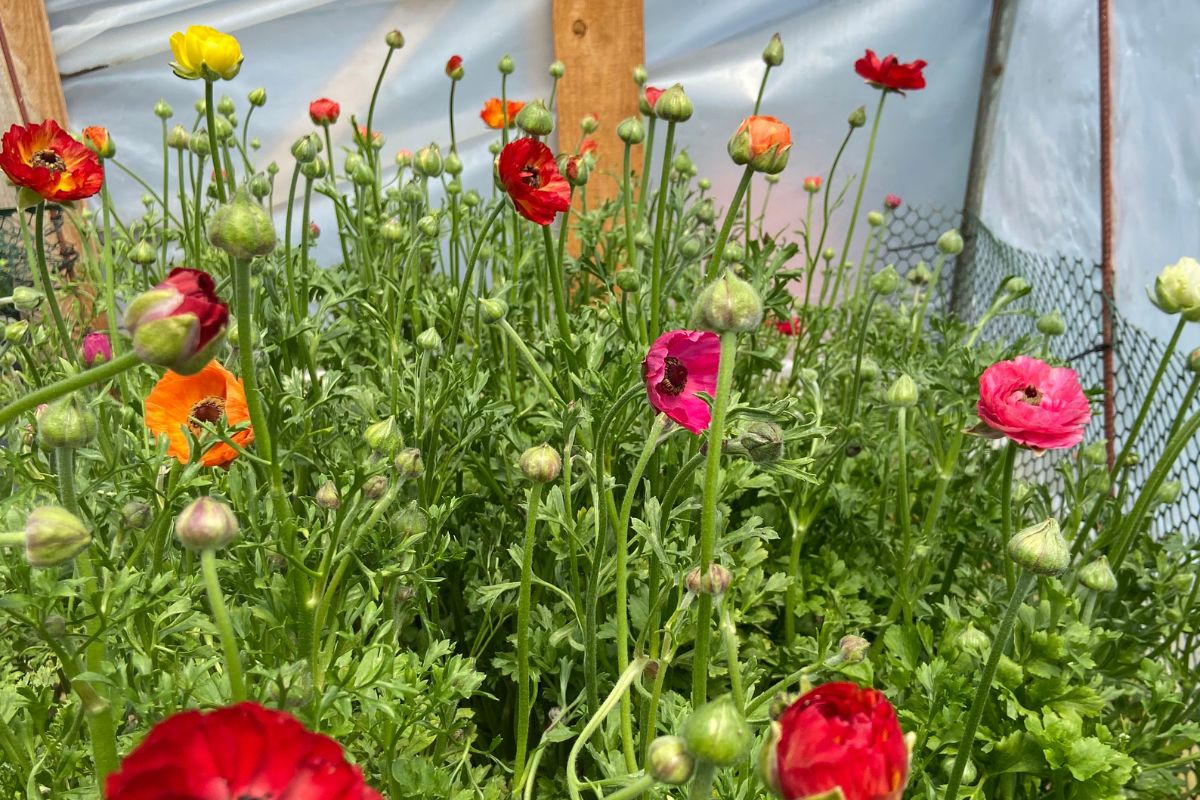 Colorful ranunculus growing in the hoop house.
