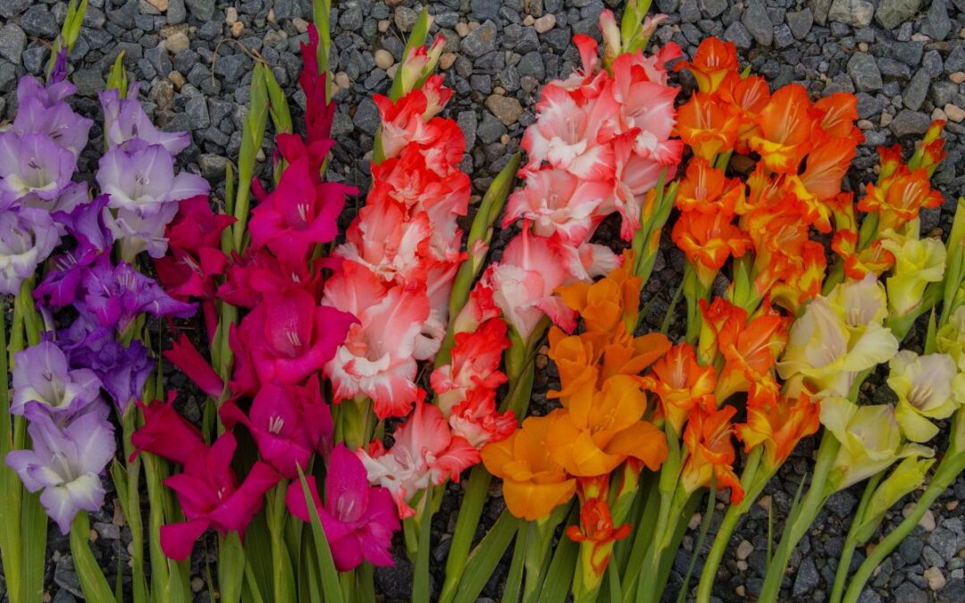 Gladiolus