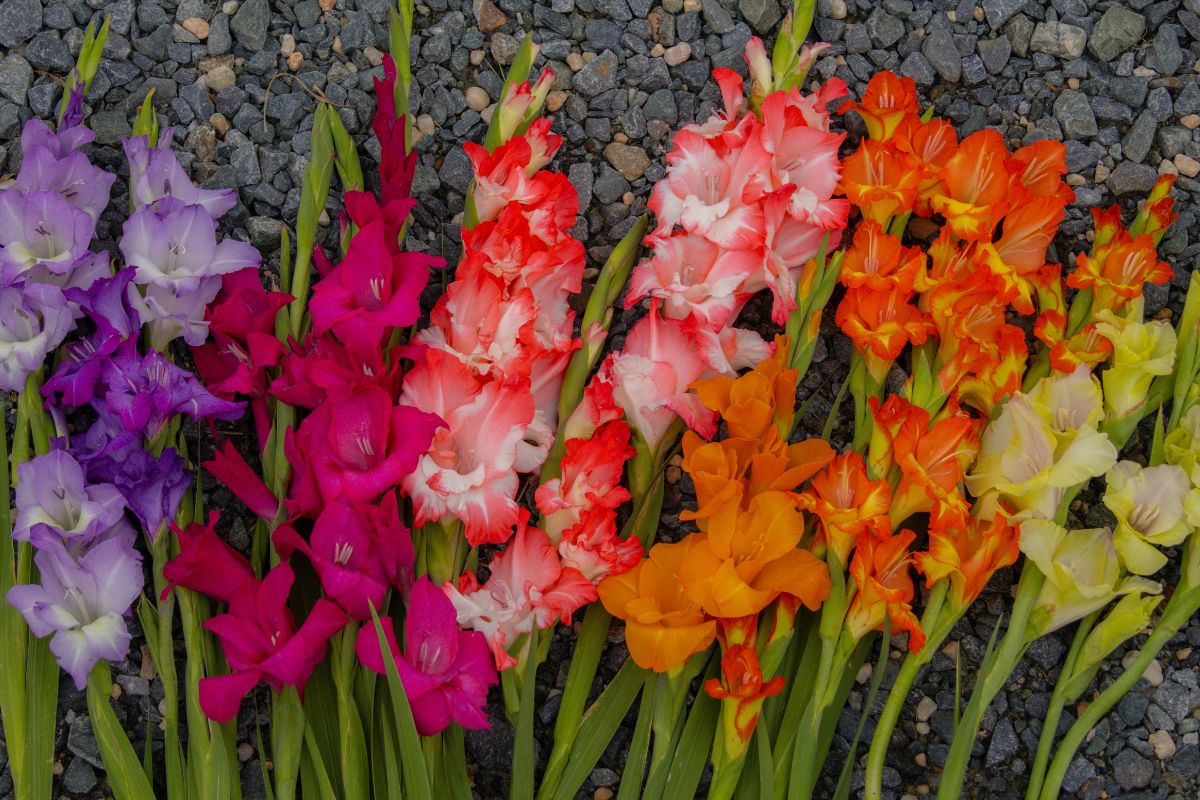 rainbow of cut gladiolus from wildly native flower farm