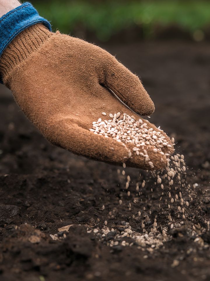Hand in a garden glove drops small slow release fertilizer granules into soil.