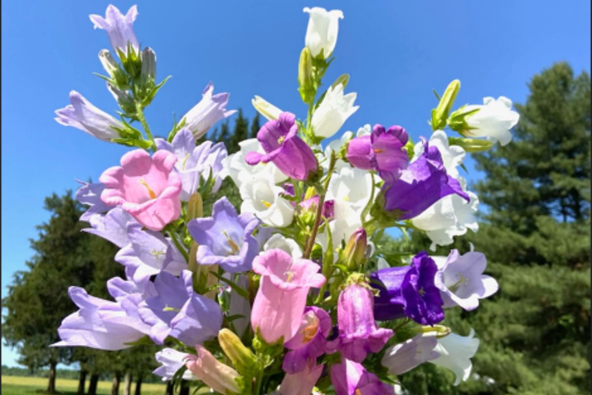 White, pink, purple, and lavender bellflower campanula flowers are held up in a bouquet against a blue sky.