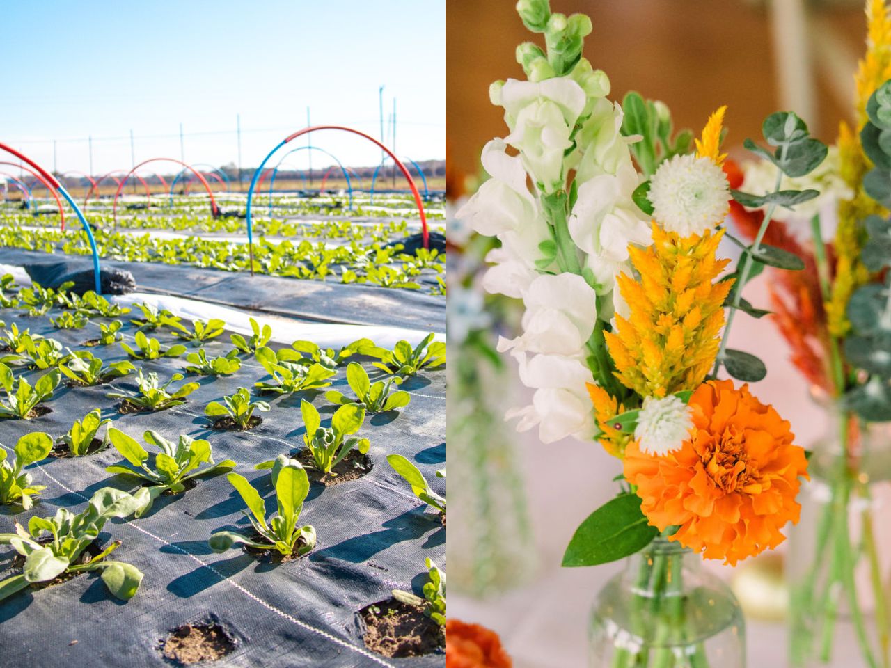 Up close of the flower field at Wildly Native Flower Farm and flowers in a vase for a wedding