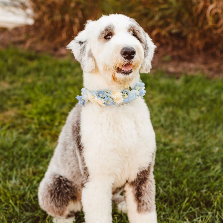 personals pets sq White and grey dog has a blue and white flower collar.