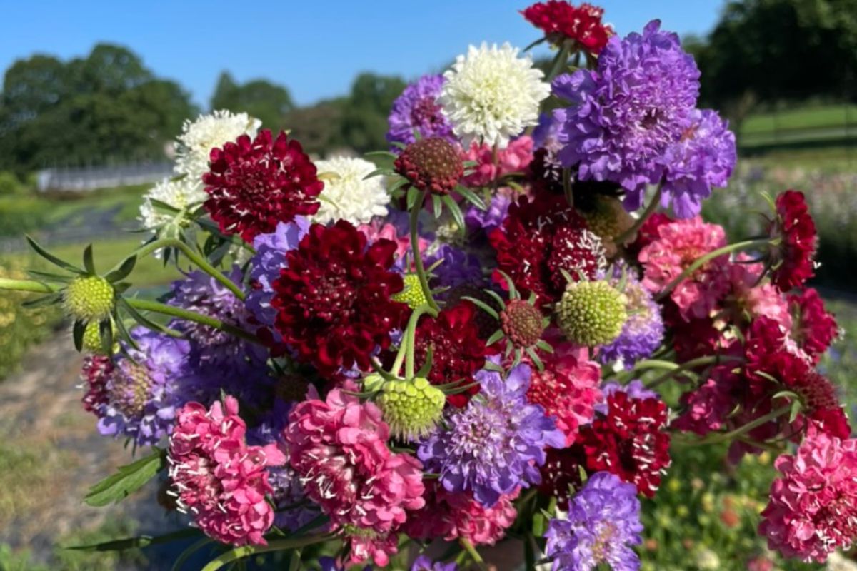 Multicolor handheld bouquet of pincushion flowers.