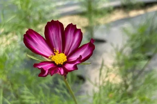 Purple stripe cosmo grown by Wildly Native Flower Farm