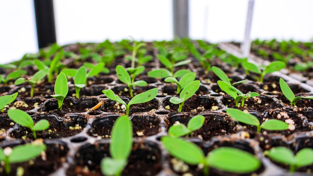 Episode 106: Soil Myths That Are Costing You Blooms