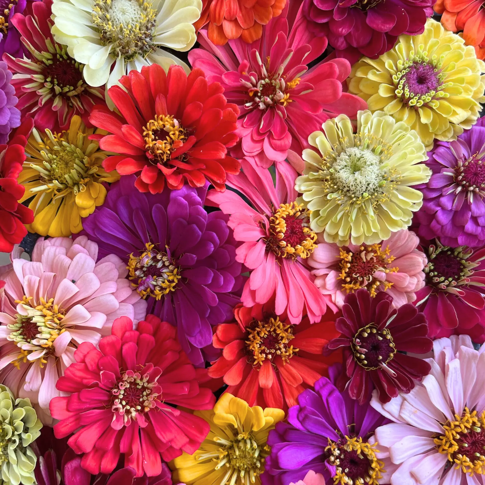 zinnias-up-close