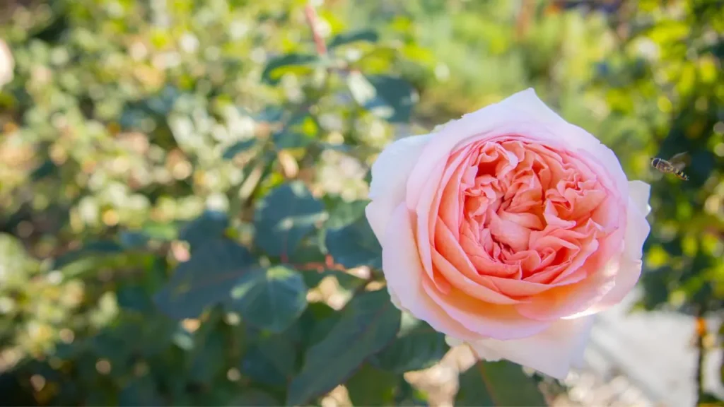 Up close with a peony growing at Wildly Native Flower Farm