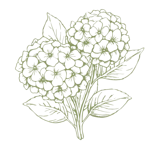 Two hydrangea blooms