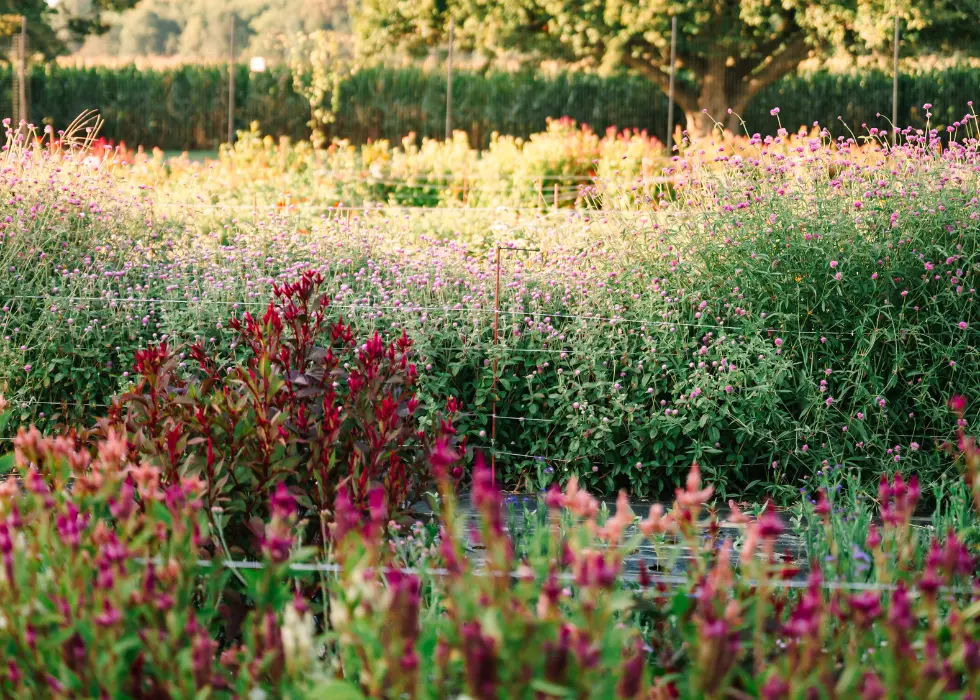 The flower field at Wildly Native Flower Farm