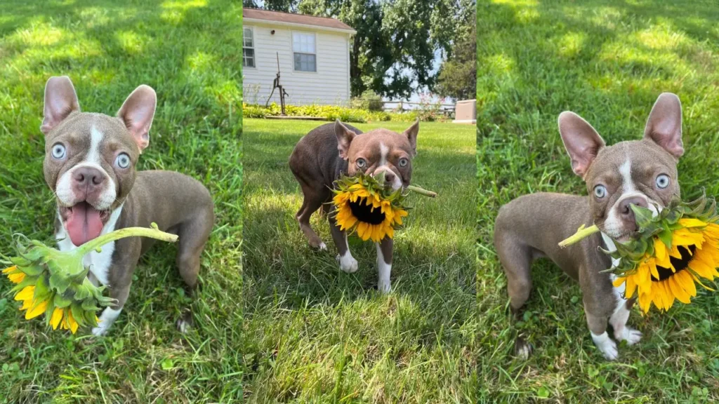 episode-114-the-flower-files-featured-image Photo collage of Liza's dog carrying a sunflower