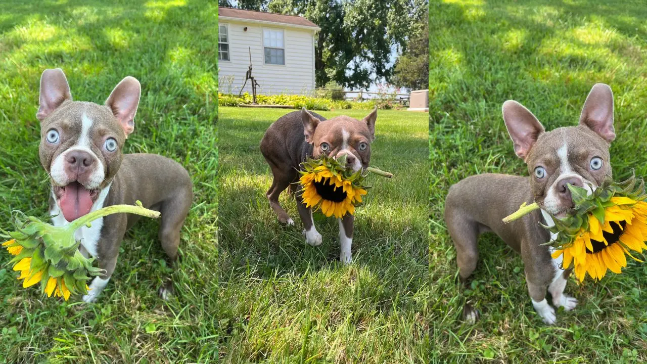 Photo collage of Liza's dog carrying a sunflower
