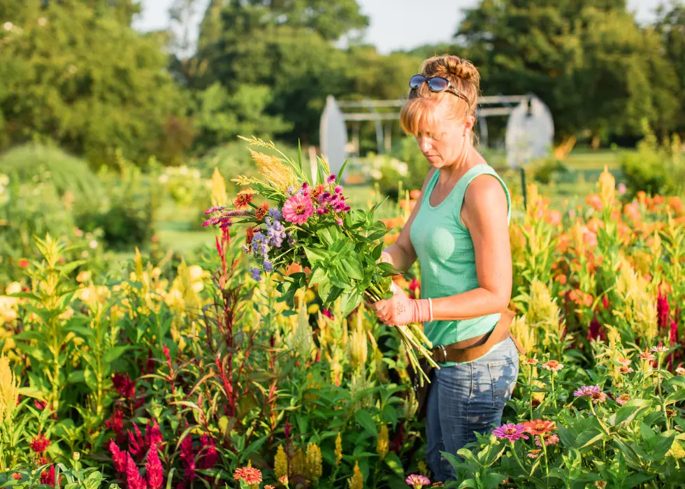 Liza cutting in the fields at Wildly Native Flower Farm