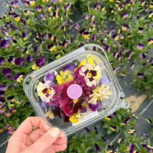 Packaged edible pansy florals