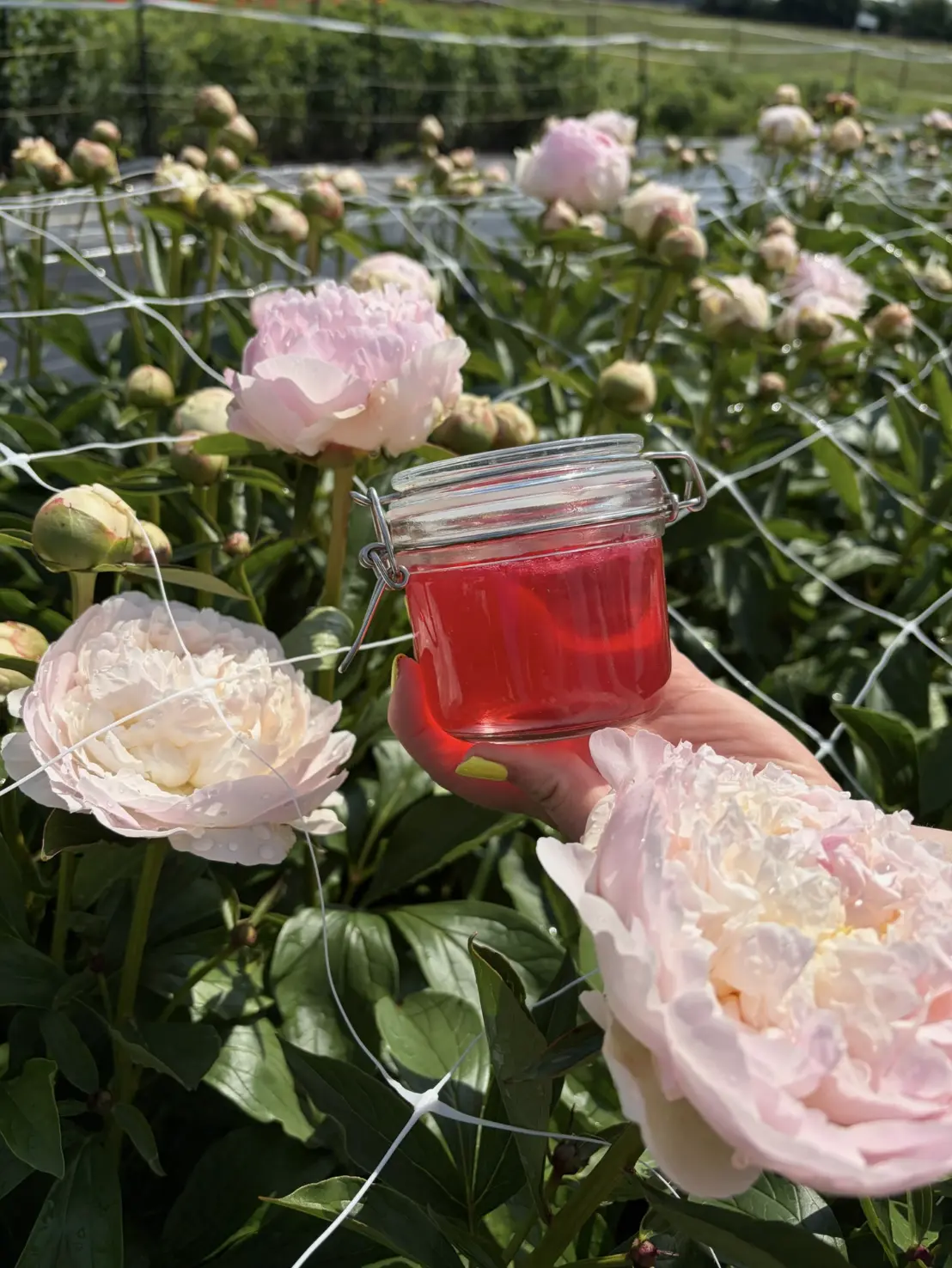 peony jelly outside
