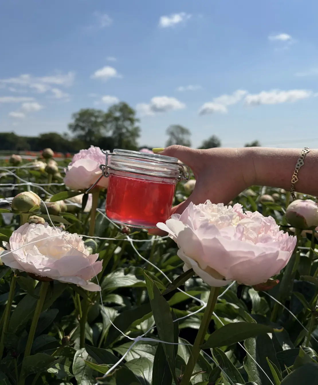 Peony Jely in a jar outside with pink peonies