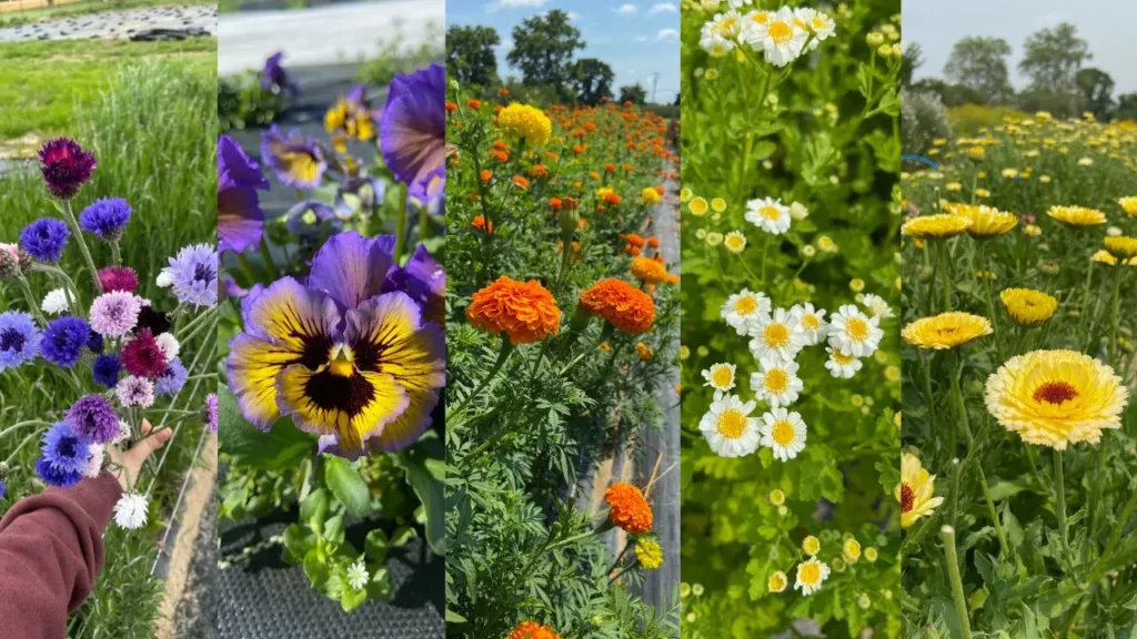 the-flower-files-episode-113 Edible florals grown at Wildly native flower farm
