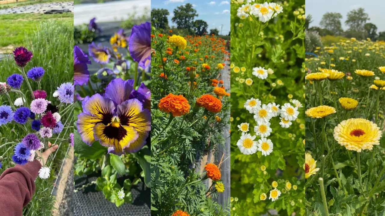Edible florals grown at Wildly native flower farm