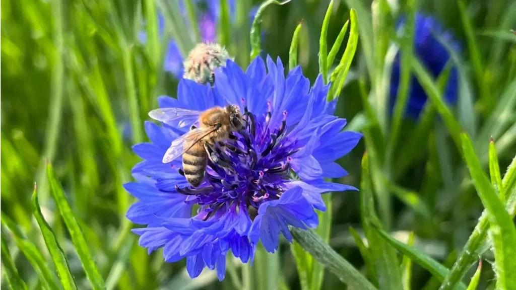 A honey bee sitting on a purple flower up close