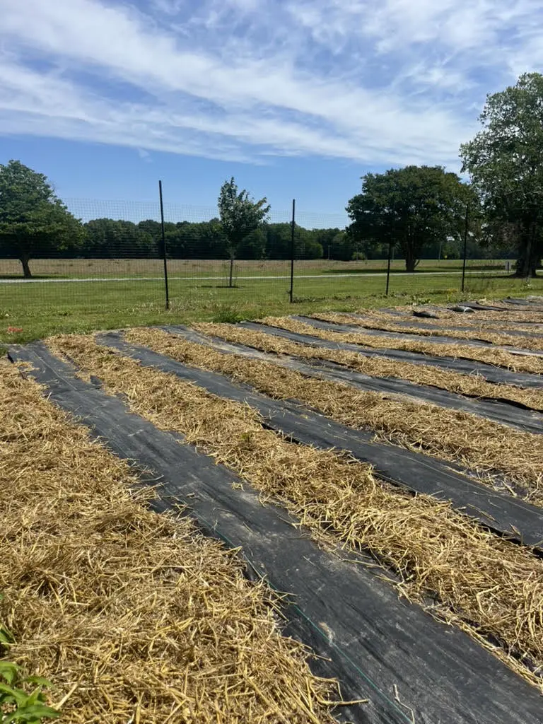 Straw Mulch in the fields at Wildly Native Flower Farm