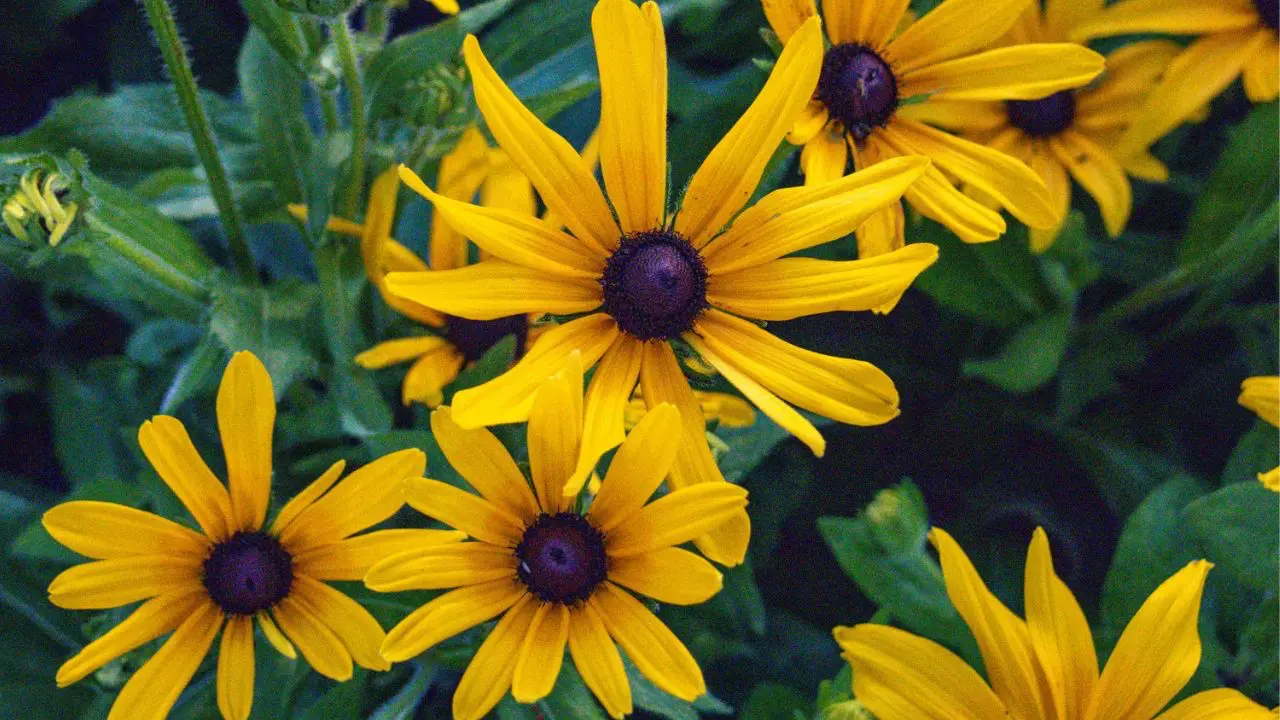 The Flower Files Episode 119: Weed Management
