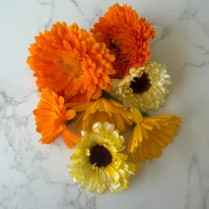 calendula head in orange and yellow
