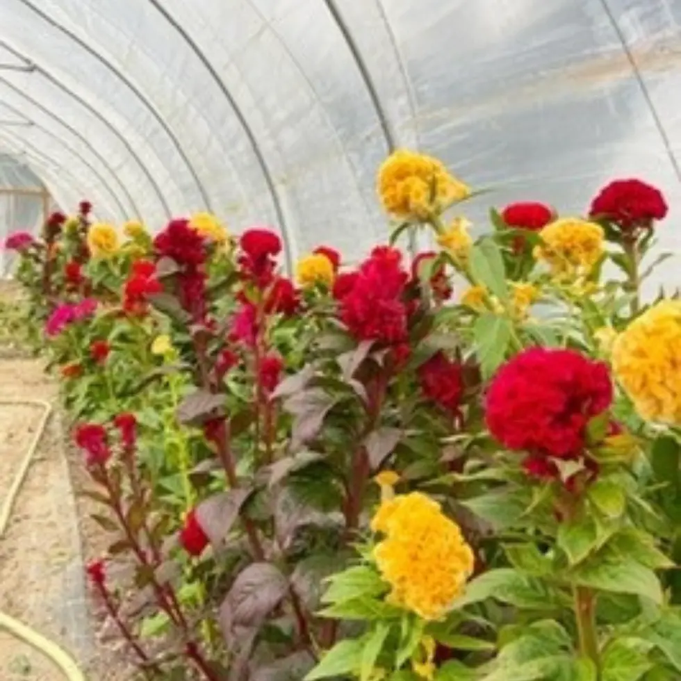 Celosia flower in the hoop house at Wildly Native Flower Farm