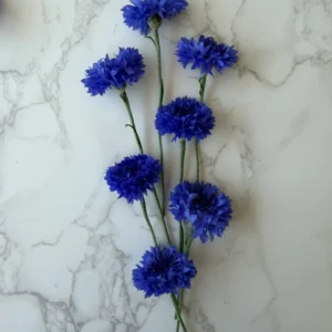 Centaurea Stem