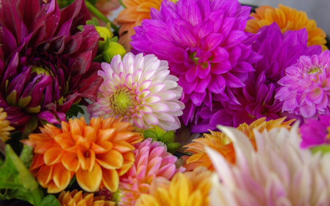 Dahlia