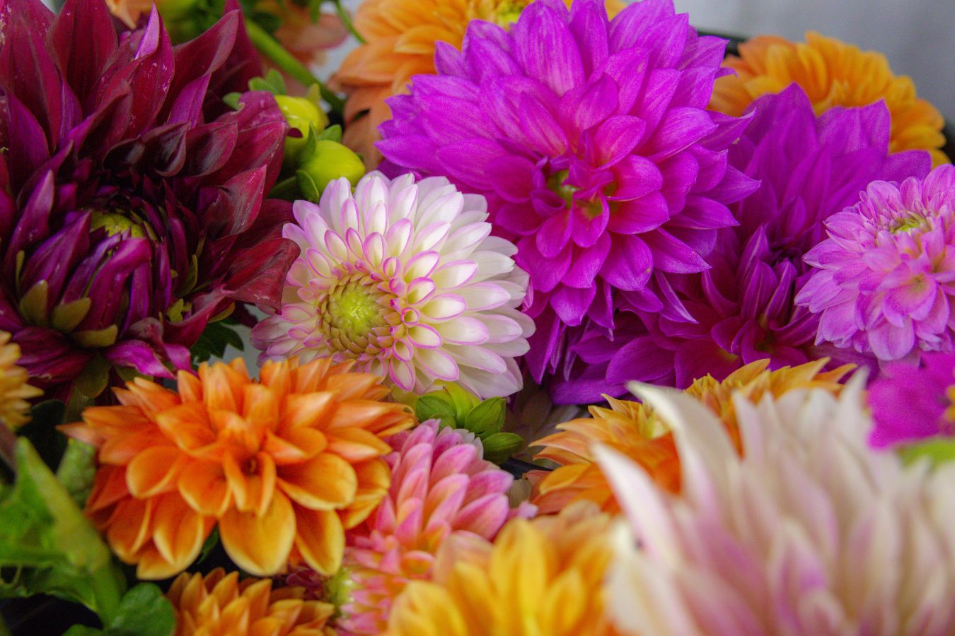 Closeup of dahlia flowers in shades of purple, pink, and orange