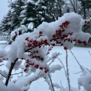 Red berries in snow.