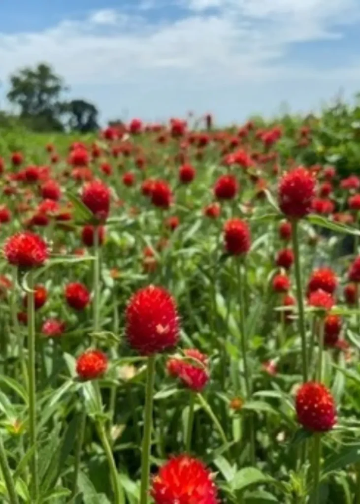 gomphrena flower up close at Wildly Native Flower Farm