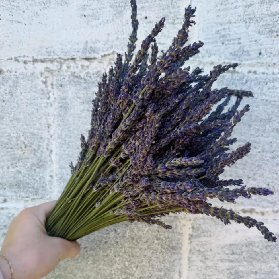 Lavender from Wildly Native Flower Farm
