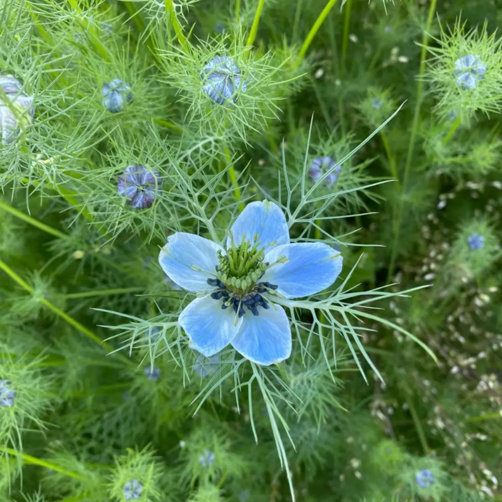 Nigella flower at Wildly Native Flower Farm