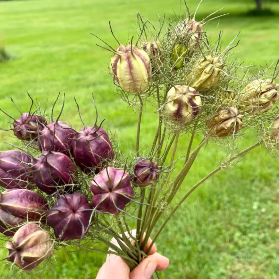 Nigella Seed pods up close at Wildly Native Flower Farm