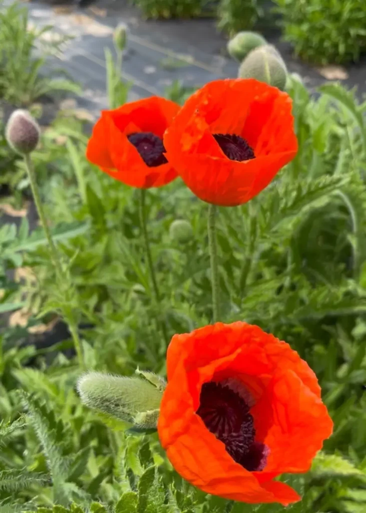 Poppy flower at Wildly Native Flower Farm