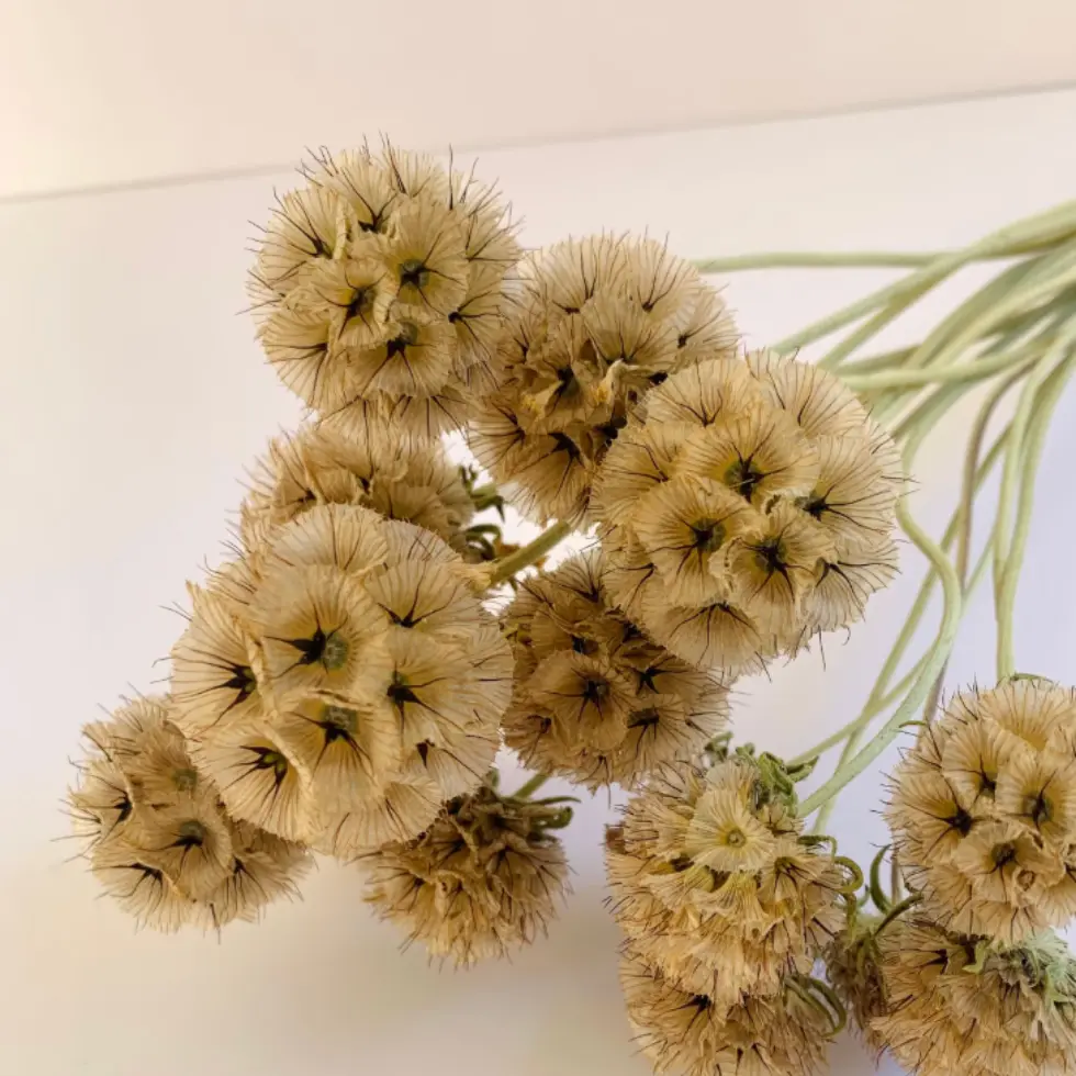 scabiosa seed pods at Wildly Native Flower Farm