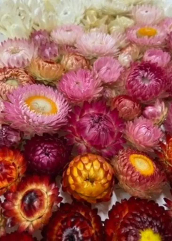 Strawflower at Wildly Native Flower Farm