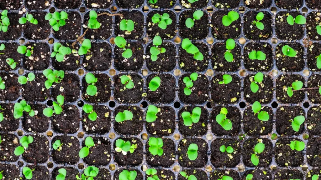 Featured image for The Flower Files, Episode 123, an aerial view of seedlings