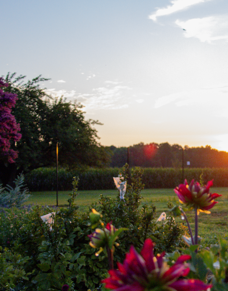 wildly-native-farm-at-sunset Wildly Native Flower Farm view at sunset
