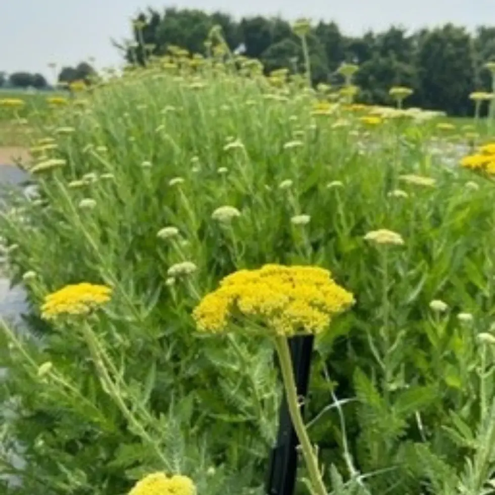 Yarrow, up close, at Wildly Native Flower Farm