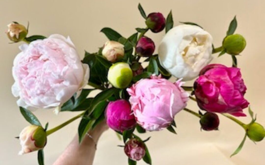 Peony