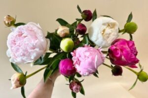 Peony bundle Bundle of pink peonies showing various colors from white to dark pink