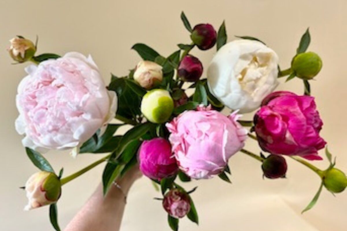 Bundle of pink peonies showing various colors from white to dark pink