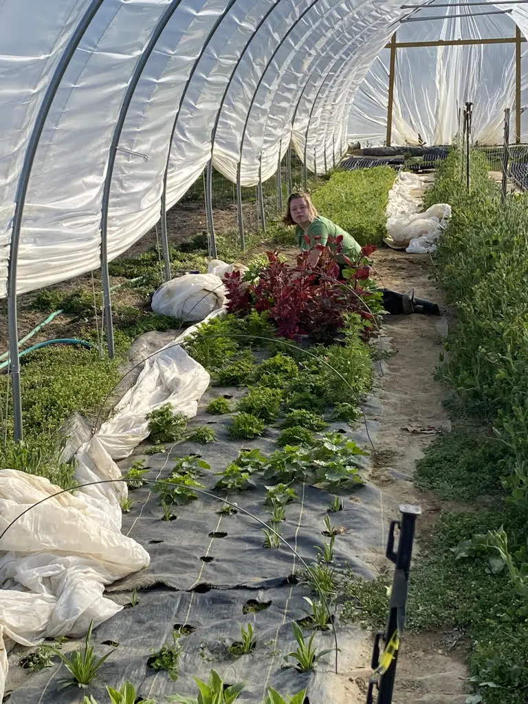 agribon-inside-and-outside-hoop-house Grew agribon inside and outside the hoop house in 2021