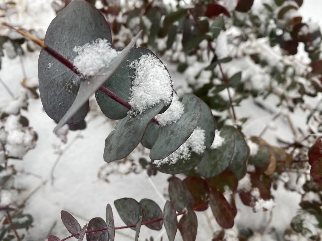 battling-snow-2021-wildly-native Ice on eucalptyus