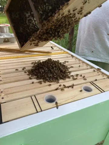 bees-added-2021-wildly-native Added bees to the farm in 2021