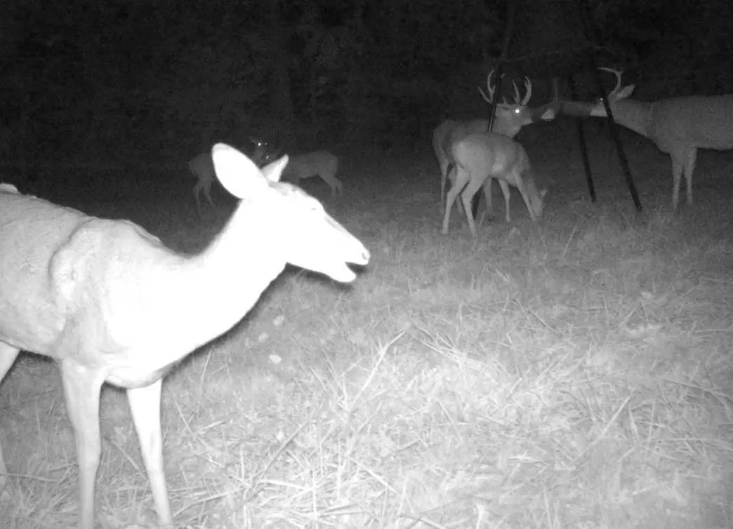 Deer on camera at Wildly Native Flower Farm