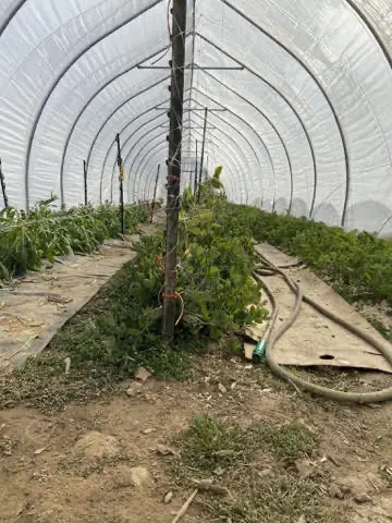 frozen-hoses Dealt with a lot of frozen hoses in the hoop house in 2021