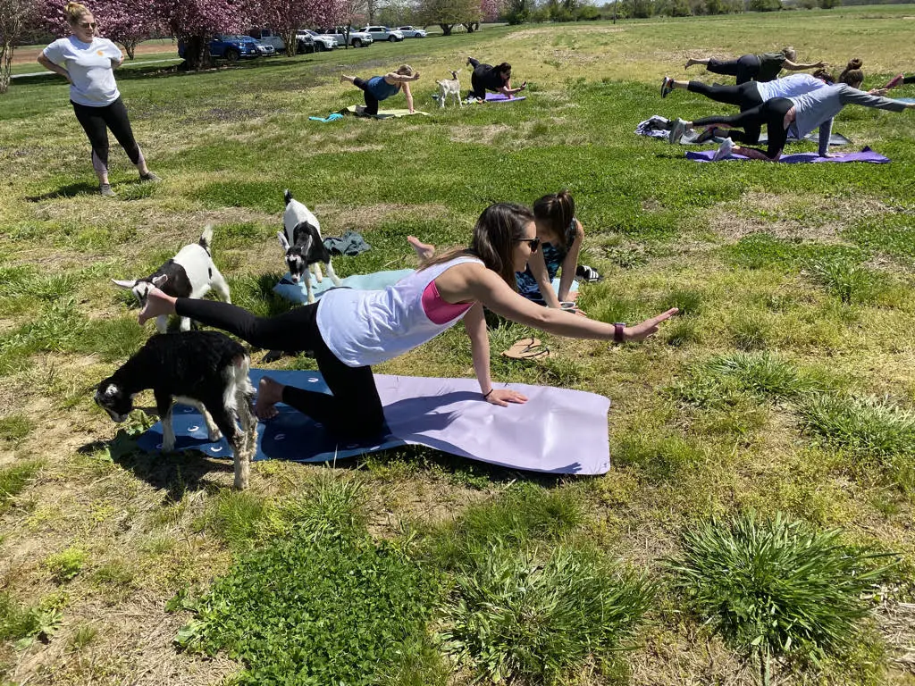 goat-yoga-2021 More goat yoga in 2021